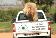 a lion is sitting in the back of a truck that says country woods