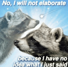 two raccoons looking at each other with a caption that says no i will not elaborate