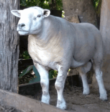 a white sheep standing next to a wooden fence