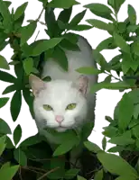 a white cat with green eyes is standing in a bush