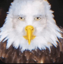 a bald eagle with a yellow beak looks like a man 's face