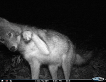 a black and white photo of a coyote with the date 10/17/2019