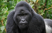 a close up of a gorilla looking at the camera in the jungle