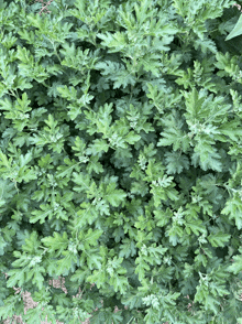 a bunch of green leaves are growing in a bush