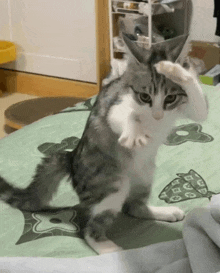 a cat standing on its hind legs on a bed with a green blanket