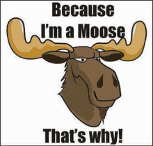 a cartoon moose with antlers and the words `` because i 'm a moose that 's why '' .