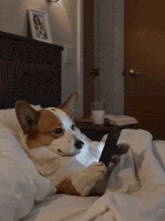a brown and white dog is laying on a bed using a cell phone