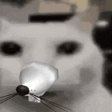 a close up of a white cat 's face with a mouse nose .