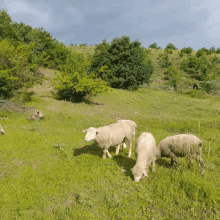 a herd of sheep grazing in a grassy field with trees in the background