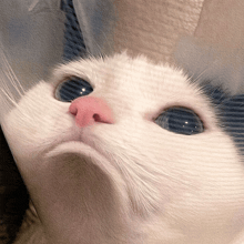 a close up of a white cat 's face with blue eyes and a pink nose