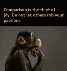 a picture of a chimpanzee with the words " comparison is the thief of joy do not let others rob your passions "