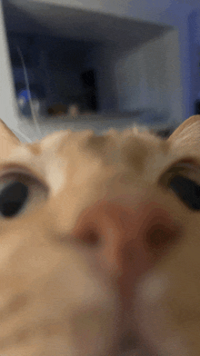 a close up of a cat 's nose with a blurred background