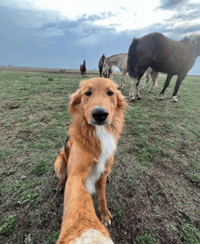 a dog standing in a field with horses behind it