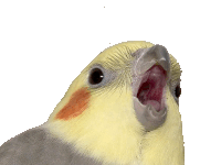 a yellow and gray bird with its mouth open