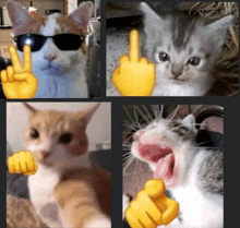 a collage of four pictures of cats with a middle finger