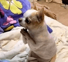 a small dog is sitting on a bed with its paws folded in prayer .