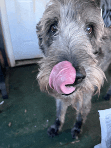 a dog with a pink tongue sticking out of its mouth