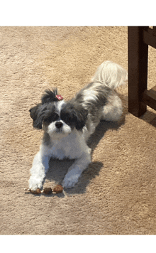 a black and white dog with a red bow on its head