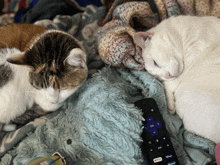 two cats laying on a blanket next to a disney remote control