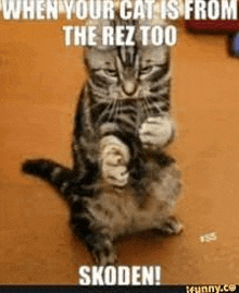 a cat is standing on its hind legs with a caption that says when your cat is from the rez too skoden !