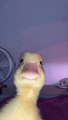 a close up of a duck 's face looking at the camera with a fan in the background .