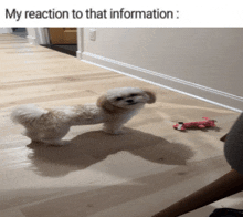 a small white dog is standing on a wooden floor next to a toy