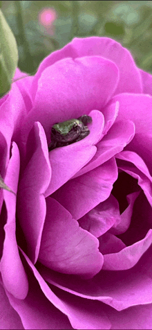 a green frog is sitting on top of a purple flower