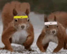 two squirrels wearing nike headbands on their head