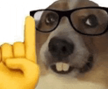 a dog wearing glasses is pointing up with a yellow hand .