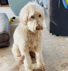 a person 's hand is pointing at a white dog