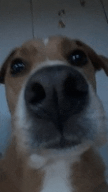 a close up of a dog 's nose looking at the camera with a blurry background .