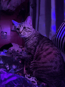 a cat is sitting on a bed with a purple light behind it