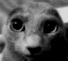 a black and white photo of a cat looking at the camera with big eyes .