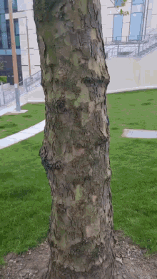 a tree trunk in a park with a building in the background and a sign that says ' a ' on it