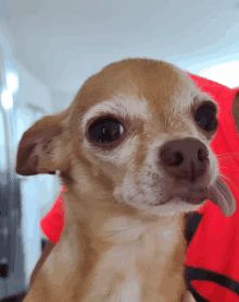 a chihuahua sticking its tongue out while being held by a person