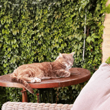 a cat is laying on a wooden table in front of a ivy wall