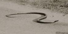 a snake is crawling on the ground and the website gifsec.com is visible in the corner