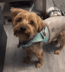 a small brown dog wearing a blue bandana and harness