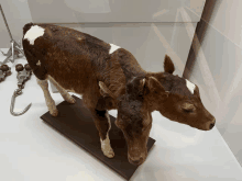 a brown and white cow with two heads is on display in a museum