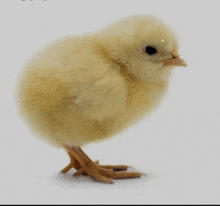 a small yellow chicken is standing on its hind legs