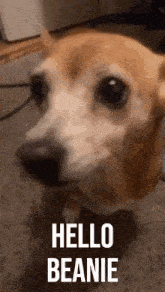 a close up of a dog standing on a carpet with the words `` hello beanie '' written on it .