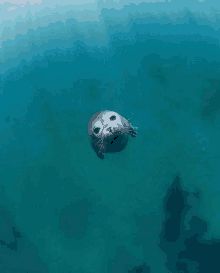 a seal is swimming in the ocean and looking up at the camera