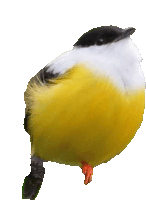 a yellow and black bird with a black beak