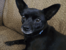 a black dog with a blue collar is sitting on a couch