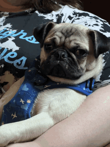 a pug dog wearing a blue harness is being held by a woman wearing a shirt that says " dreams "