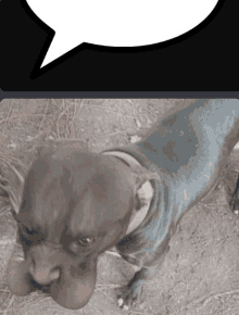 a dog with a speech bubble above it