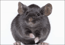 a mouse is standing on its hind legs and looking at the camera on a white background .