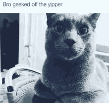 a black and white photo of a cat with the words bro geeked off the yipper below it