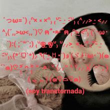 a picture of a doll and a cat with the word soy transformada written in red