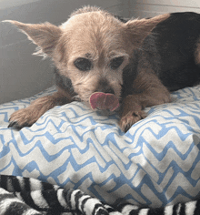 a small dog laying on a bed with its tongue sticking out